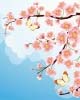 cherry_blossom.jpg cherry_blossom.jpg
