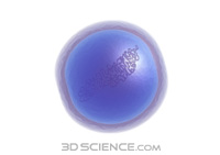 coccus.jpg