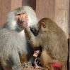 monkey-family_1.jpg