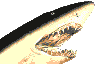 sharkmouth.gif